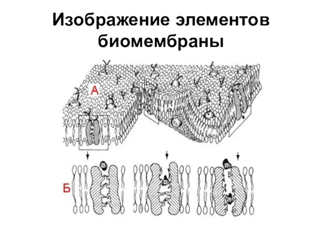 Изображение элементов биомембраны