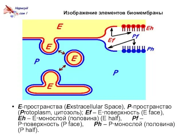 Изображение элементов биомембраны E-пространства (Exstracellular Space), P-пространство (Protoplasm, цитозоль); Ef –