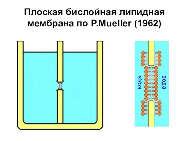 Плоская бислойная липидная мембрана по P.Mueller (1962)