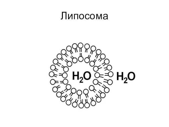 Липосома