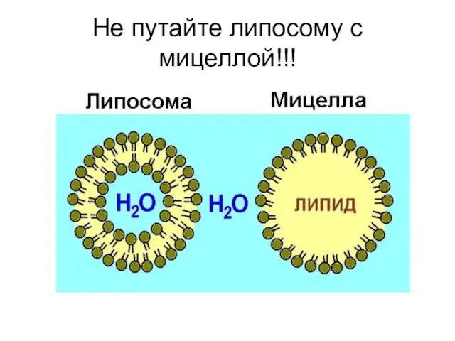 Не путайте липосому с мицеллой!!!