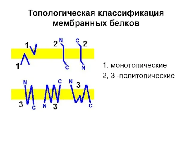 Топологическая классификация мембранных белков 1. монотопические 2, 3 -политопические