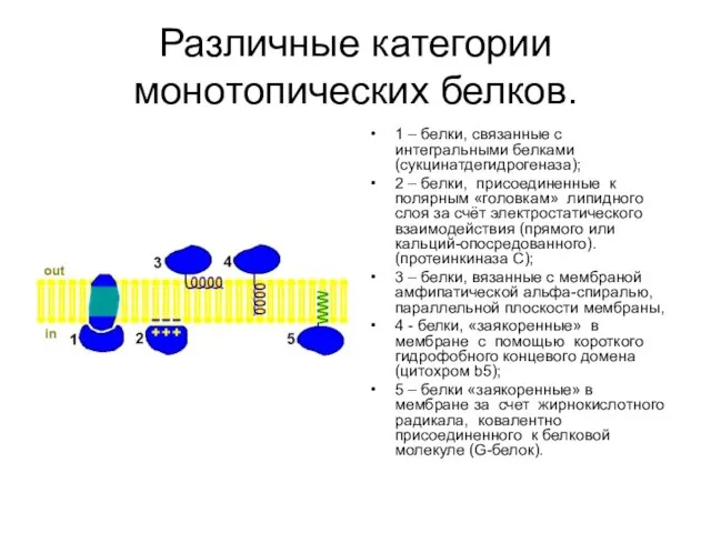 Различные категории монотопических белков. 1 – белки, связанные с интегральными белками