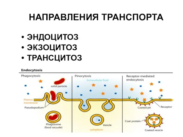 НАПРАВЛЕНИЯ ТРАНСПОРТА ЭНДОЦИТОЗ ЭКЗОЦИТОЗ ТРАНСЦИТОЗ