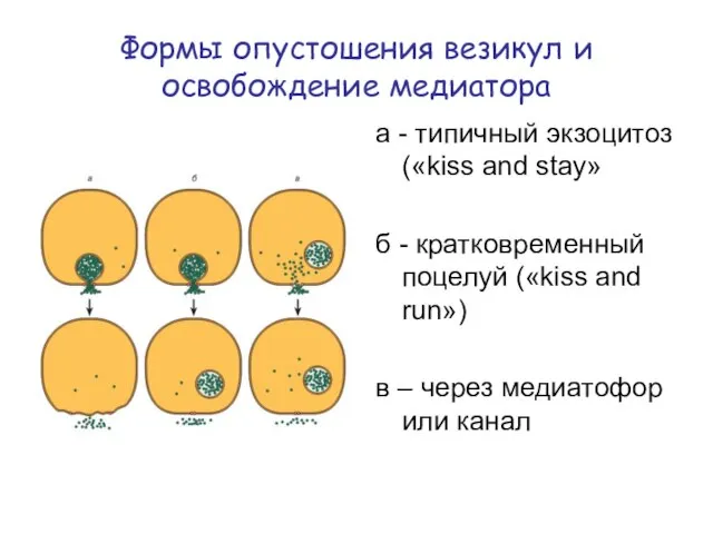 Формы опустошения везикул и освобождение медиатора а - типичный экзоцитоз («kiss