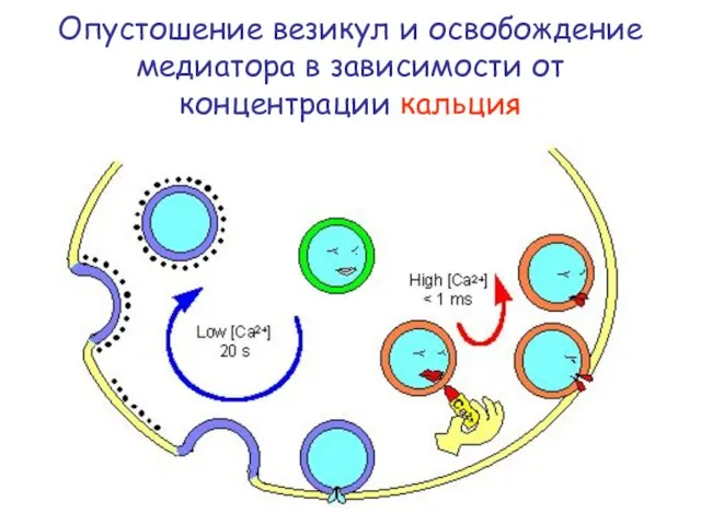 Опустошение везикул и освобождение медиатора в зависимости от концентрации кальция