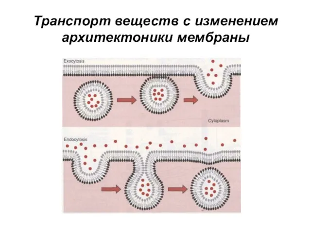 Транспорт веществ с изменением архитектоники мембраны