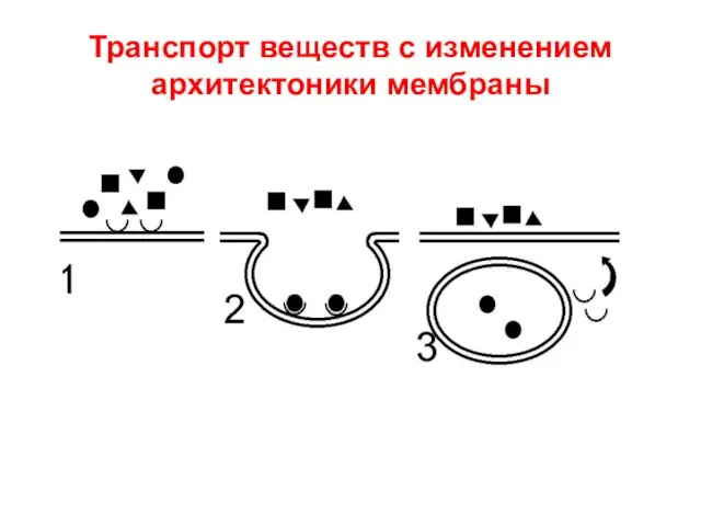 Транспорт веществ с изменением архитектоники мембраны