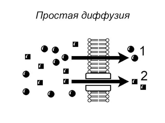 Простая диффузия