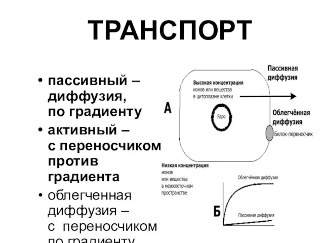 ТРАНСПОРТ пассивный – диффузия, по градиенту активный – с переносчиком против