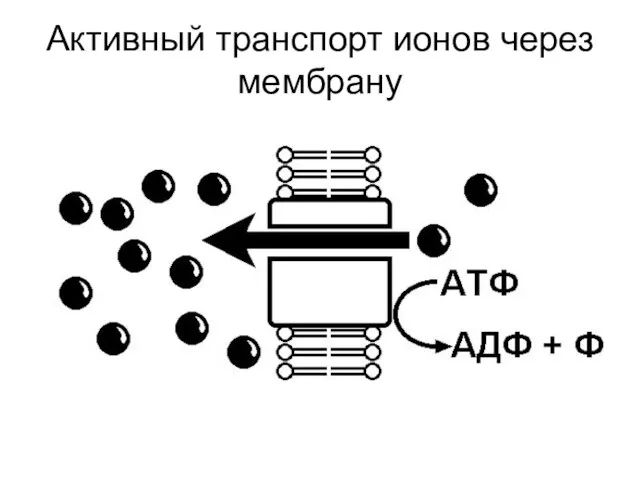 Активный транспорт ионов через мембрану