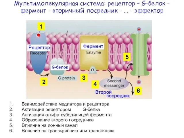 Мультимолекулярная система: рецептор – G-белок - фермент - вторичный посредник -