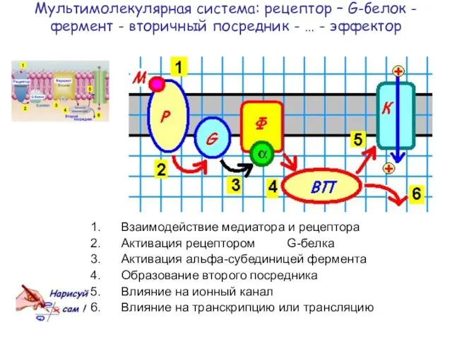 Мультимолекулярная система: рецептор – G-белок - фермент - вторичный посредник -