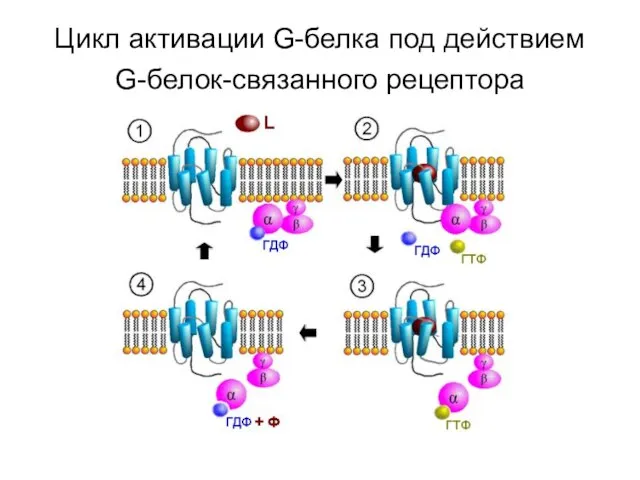 Цикл активации G-белка под действием G-белок-связанного рецептора