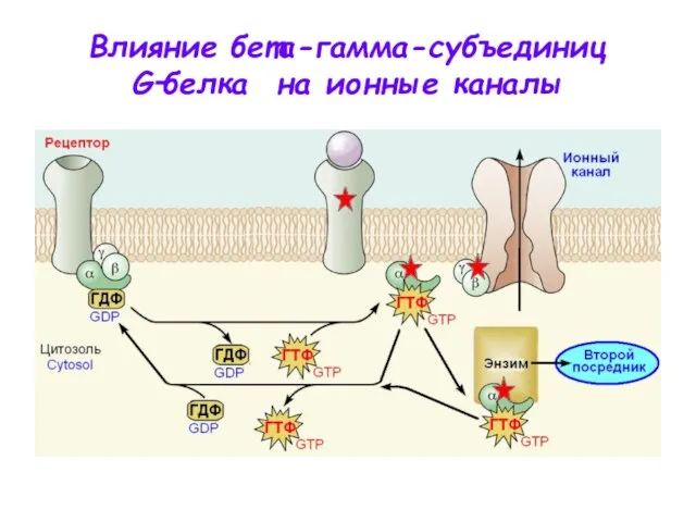 Влияние бета-гамма-субъединиц G‑белка на ионные каналы