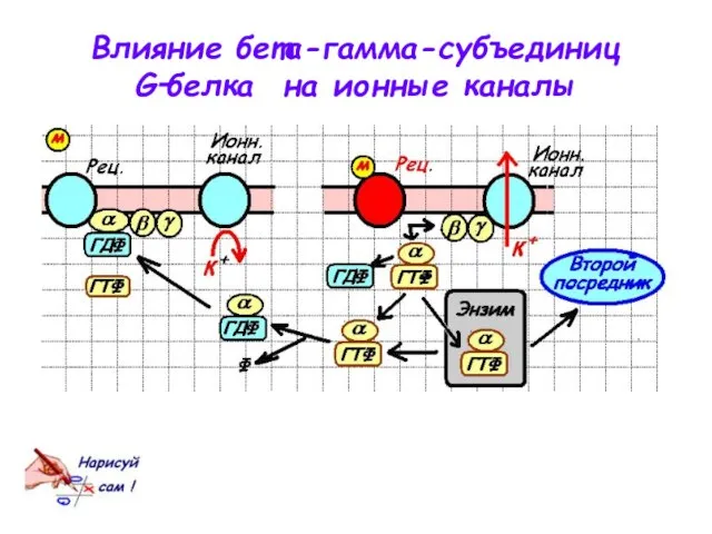 Влияние бета-гамма-субъединиц G‑белка на ионные каналы