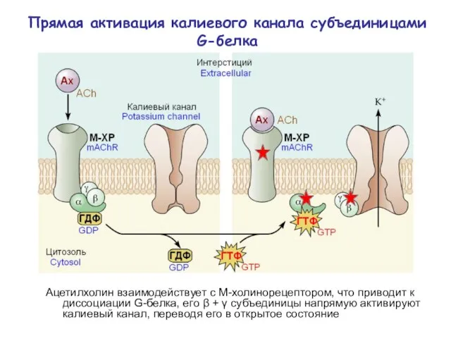 Ацетилхолин взаимодействует с М-холинорецептором, что приводит к диссоциации G-белка, его β