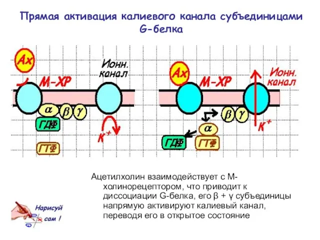 Ацетилхолин взаимодействует с М-холинорецептором, что приводит к диссоциации G-белка, его β