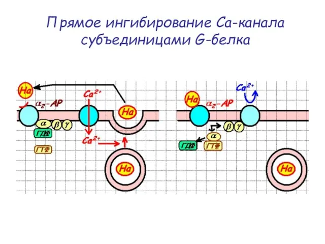 Прямое ингибирование Са-канала субъединицами G-белка