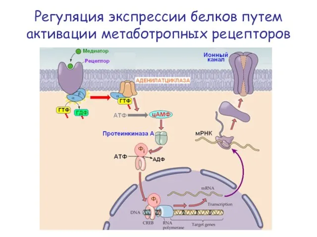 Регуляция экспрессии белков путем активации метаботропных рецепторов