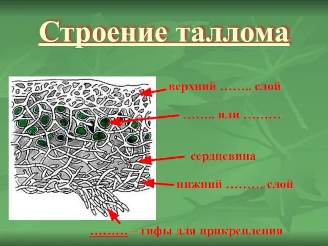 Строение таллома верхний …….. слой нижний ……… слой сердцевина …….. или