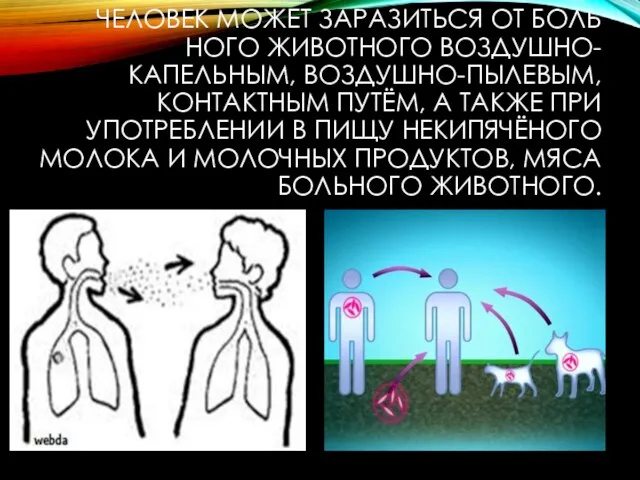 ЧЕЛОВЕК МОЖЕТ ЗАРАЗИТЬСЯ ОТ БОЛЬ­НОГО ЖИВОТНОГО ВОЗДУШНО-КАПЕЛЬНЫМ, ВОЗДУШНО-ПЫЛЕВЫМ, КОНТАКТНЫМ ПУТЁМ, А