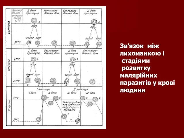 Зв’язок між лихоманкою і стадіями розвитку малярійних паразитів у крові людини