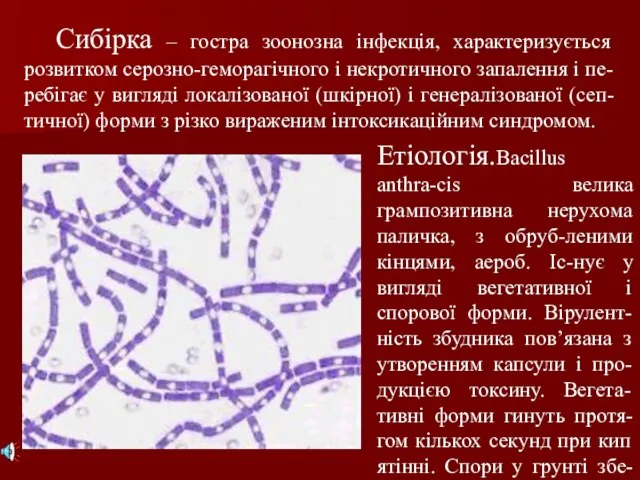 Сибірка – гостра зоонозна інфекція, характеризується розвитком серозно-геморагічного і некротичного запалення