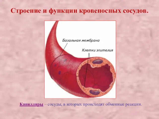 Строение и функции кровеносных сосудов. Капилляры – сосуды, в которых происходят обменные реакции.