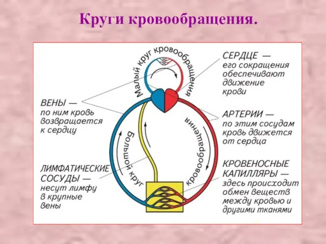 Круги кровообращения.