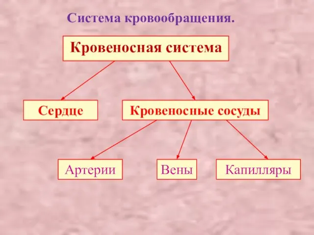 Система кровообращения. Кровеносная система Сердце Кровеносные сосуды Артерии Вены Капилляры