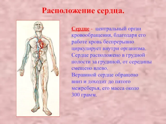 Расположение сердца. Сердце - центральный орган кровообращения, благодаря его работе кровь