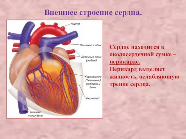 Внешнее строение сердца. Сердце находится в околосердечной сумке – перикарде. Перикард выделяет жидкость, ослабляющую трение сердца.