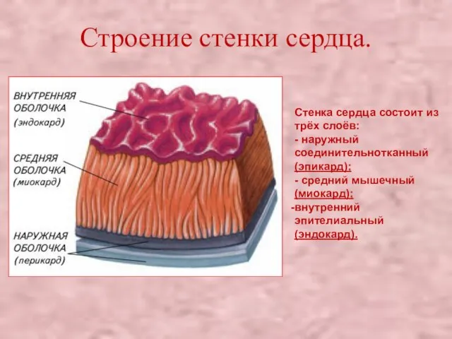 Строение стенки сердца. Стенка сердца состоит из трёх слоёв: - наружный