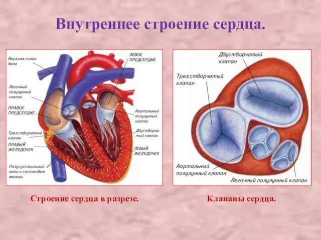 Внутреннее строение сердца. Строение сердца в разрезе. Клапаны сердца.