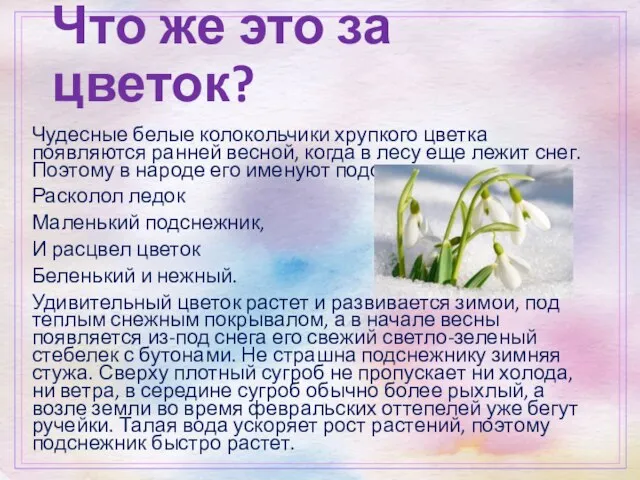 Что же это за цветок? Чудесные белые колокольчики хрупкого цветка появляются