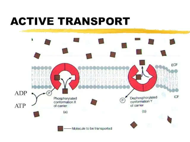 ACTIVE TRANSPORT ADP ATP