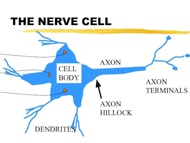 THE NERVE CELL CELL BODY DENDRITES AXON AXON HILLOCK AXON TERMINALS