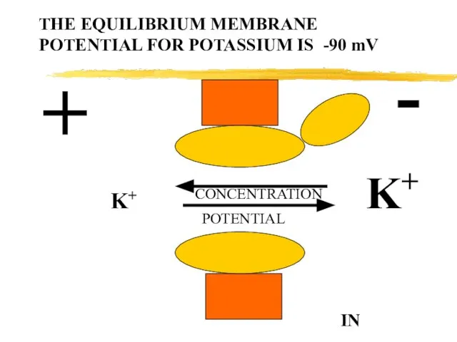 THE EQUILIBRIUM MEMBRANE POTENTIAL FOR POTASSIUM IS -90 mV + - CONCENTRATION POTENTIAL K+ K+ IN