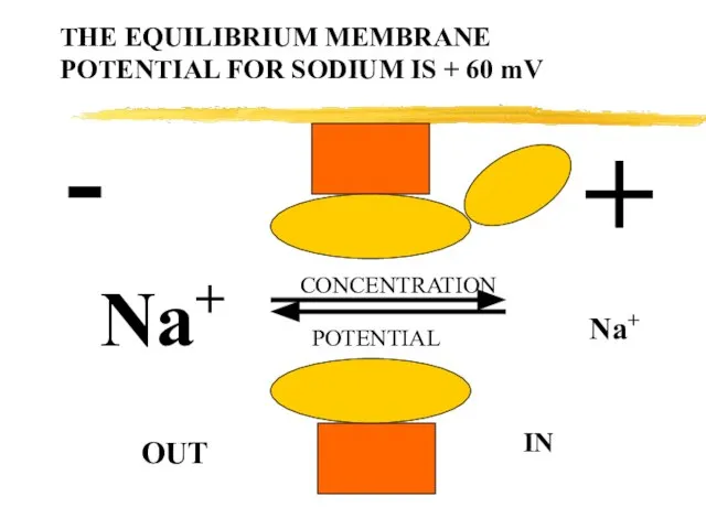 THE EQUILIBRIUM MEMBRANE POTENTIAL FOR SODIUM IS + 60 mV Na+