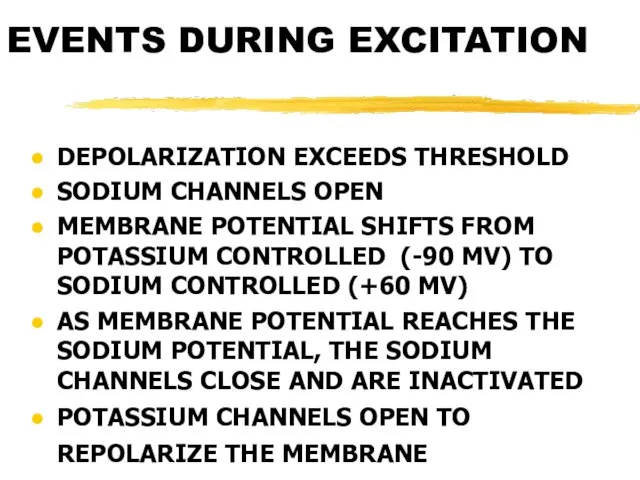 EVENTS DURING EXCITATION DEPOLARIZATION EXCEEDS THRESHOLD SODIUM CHANNELS OPEN MEMBRANE POTENTIAL