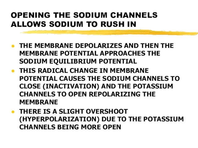 OPENING THE SODIUM CHANNELS ALLOWS SODIUM TO RUSH IN THE MEMBRANE