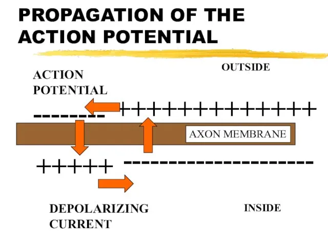 PROPAGATION OF THE ACTION POTENTIAL +++++ -------- --------------------- +++++++++++++ AXON MEMBRANE