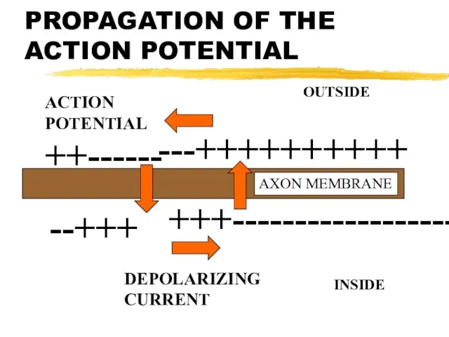 PROPAGATION OF THE ACTION POTENTIAL --+++ ++------ +++------------------ ---++++++++++ AXON MEMBRANE