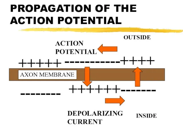 PROPAGATION OF THE ACTION POTENTIAL -------- +++++ ++++++------- -----------++++ AXON MEMBRANE