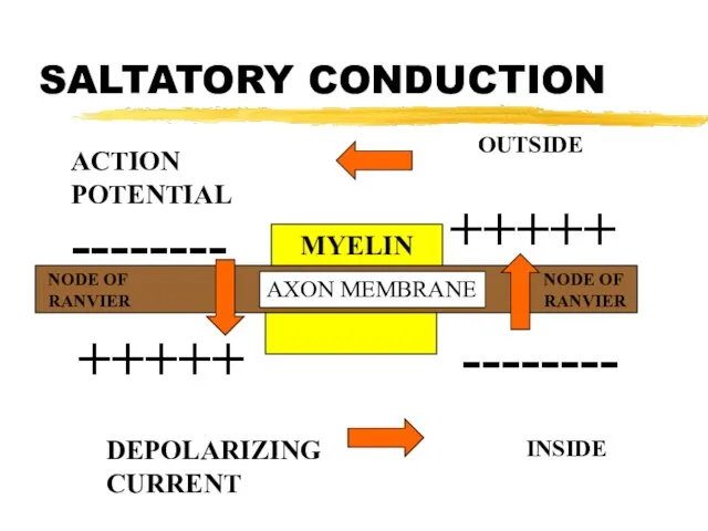 SALTATORY CONDUCTION +++++ -------- -------- +++++ AXON MEMBRANE INSIDE OUTSIDE ACTION