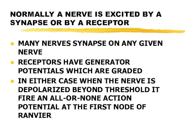 NORMALLY A NERVE IS EXCITED BY A SYNAPSE OR BY A