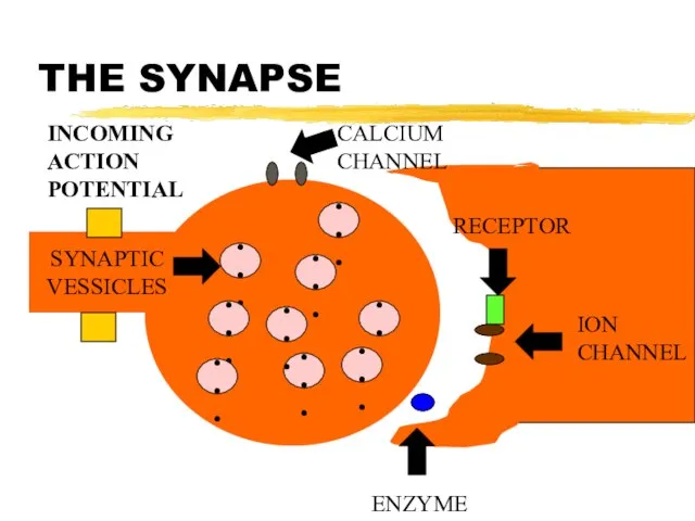 THE SYNAPSE SYNAPTIC VESSICLES ••• ••• ••• ••• ••• ••• •••