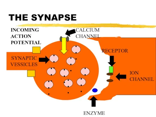 THE SYNAPSE SYNAPTIC VESSICLES ••• ••• ••• ••• ••• ••• •••