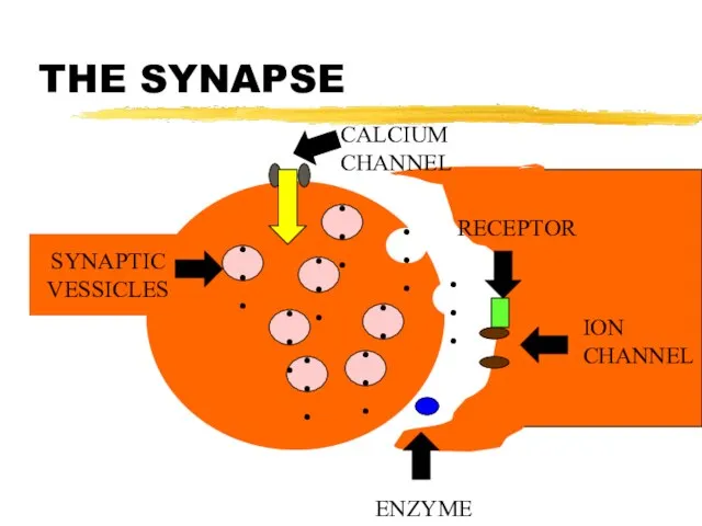THE SYNAPSE SYNAPTIC VESSICLES ••• ••• ••• ••• ••• ••• •••